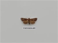 藏品(夜蛾701)的圖片